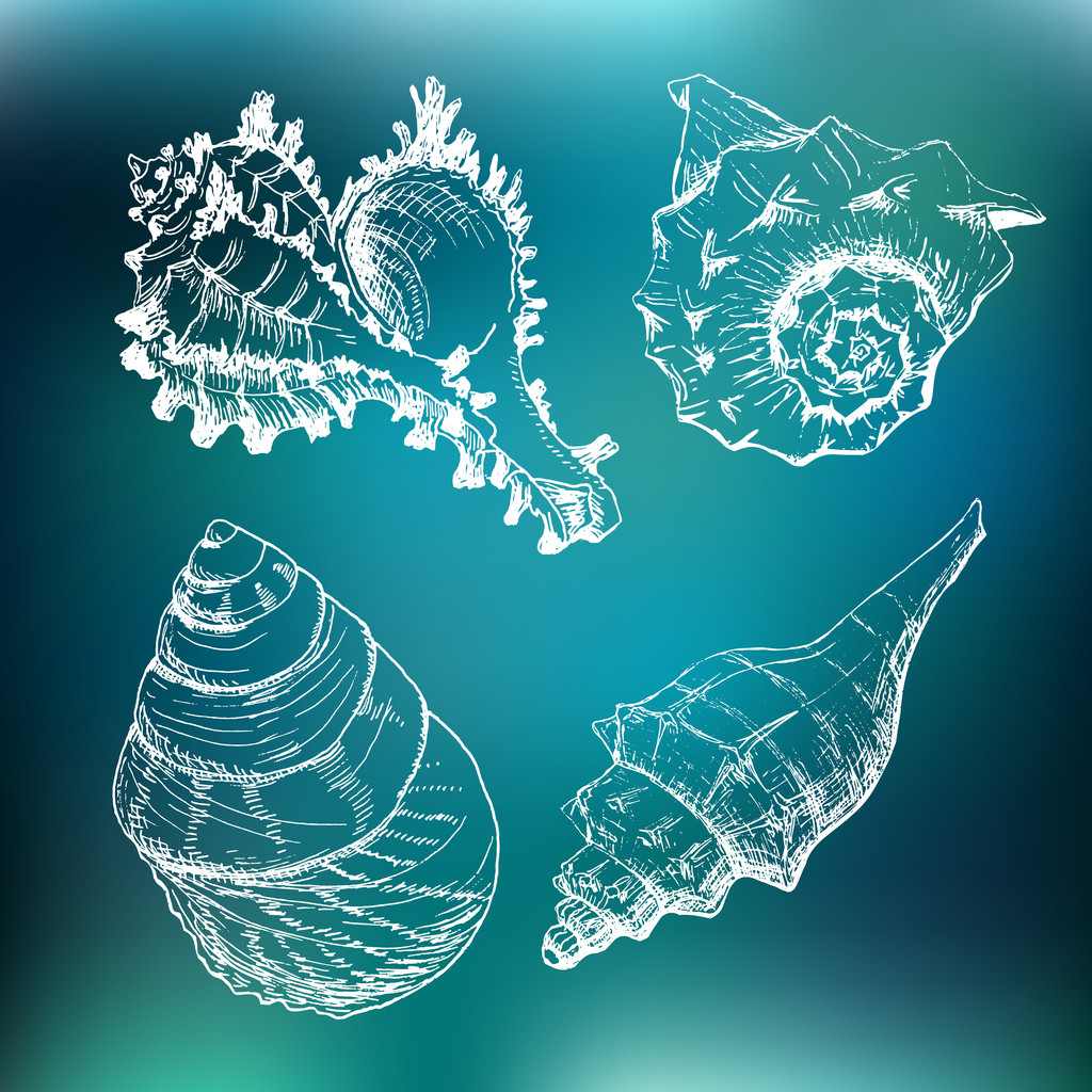 conjunto de conchas marinas - Vector, Imagen