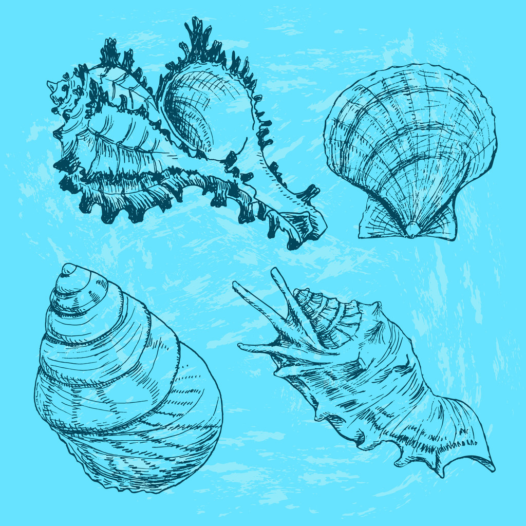 貝殻のセット - ベクター画像