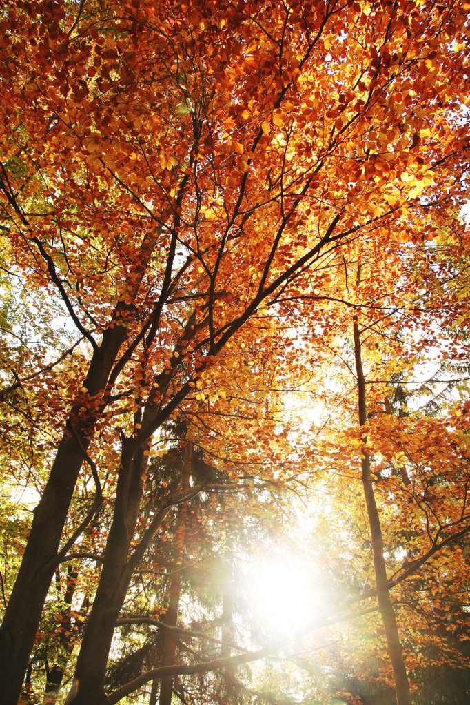 Φθινοπωρινό δάσος με ήλιο - Φωτογραφία, εικόνα