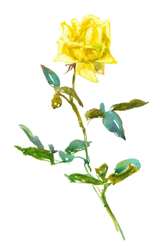роза, акварель
 - Фото, изображение