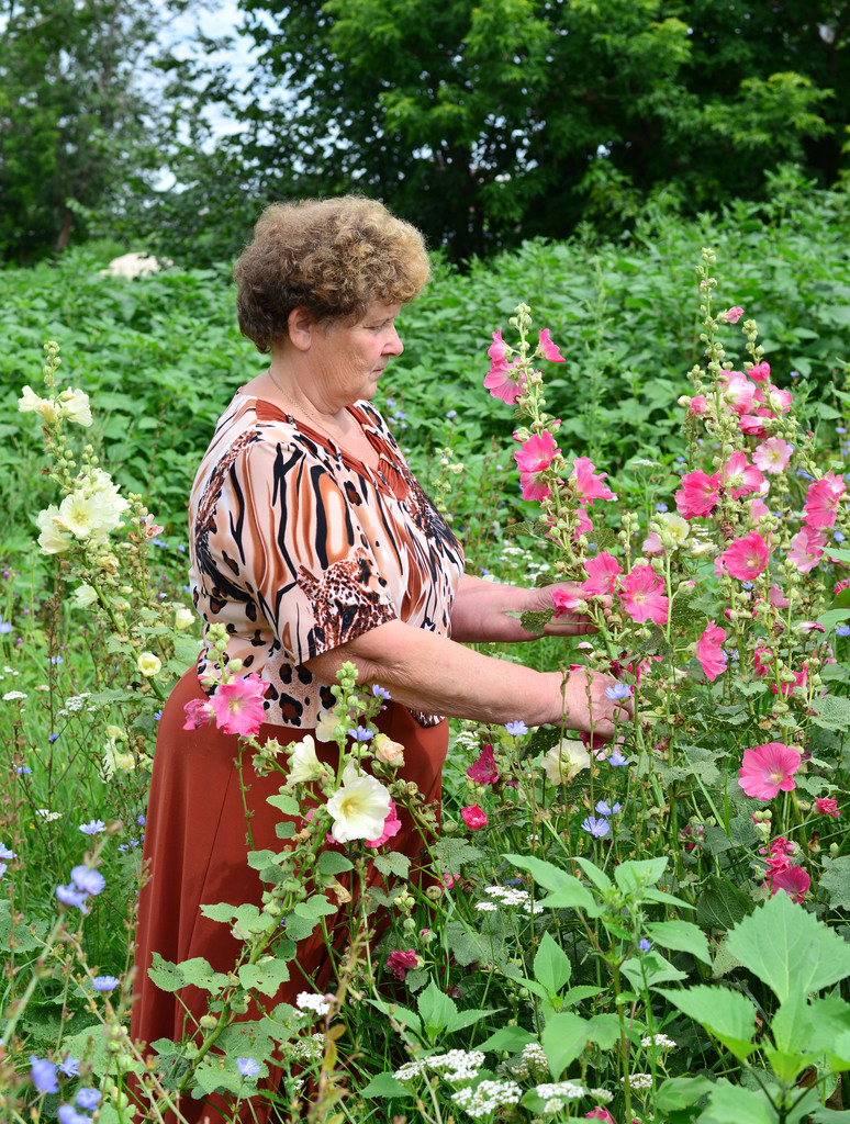 Aikuinen nainen seisoo lähellä kukkivat malva
 - Valokuva, kuva