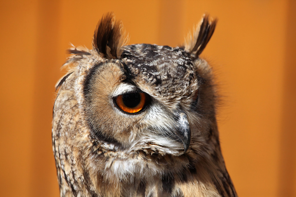 Indian eagle-owl portrait - 写真・画像