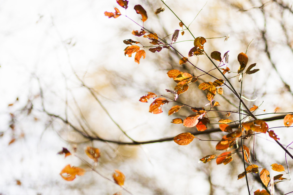 Jesień krajobraz z liści jesienią i nastrojowe światło - Zdjęcie, obraz