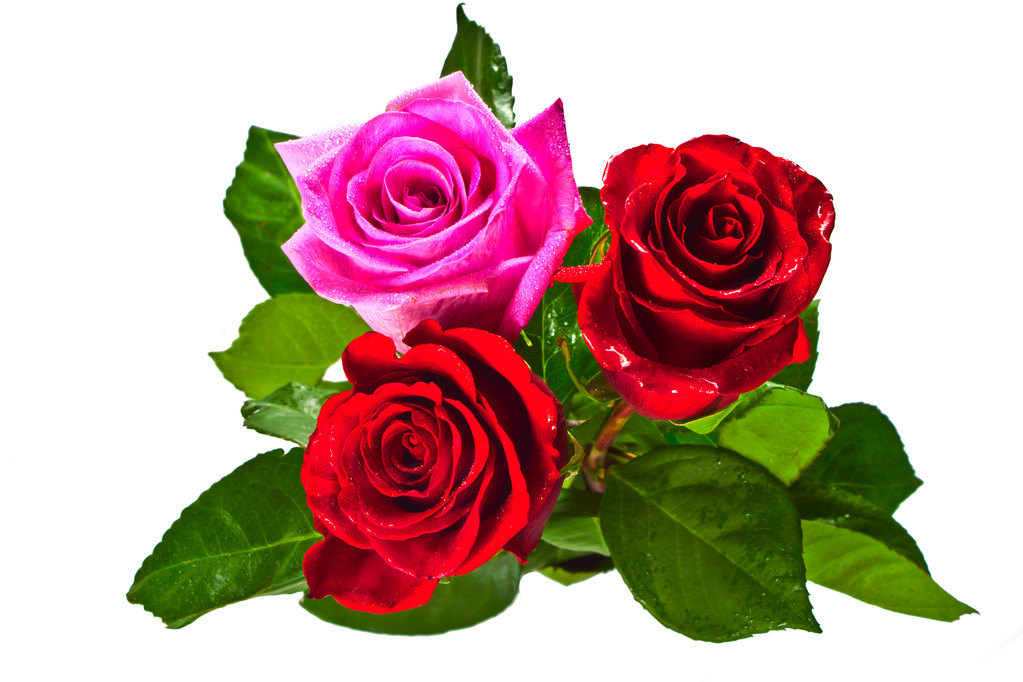 kwiat róży - Zdjęcie, obraz
