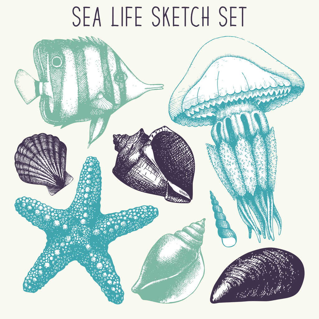Peixe, estrela do mar, água-viva e concha do mar
 - Vetor, Imagem
