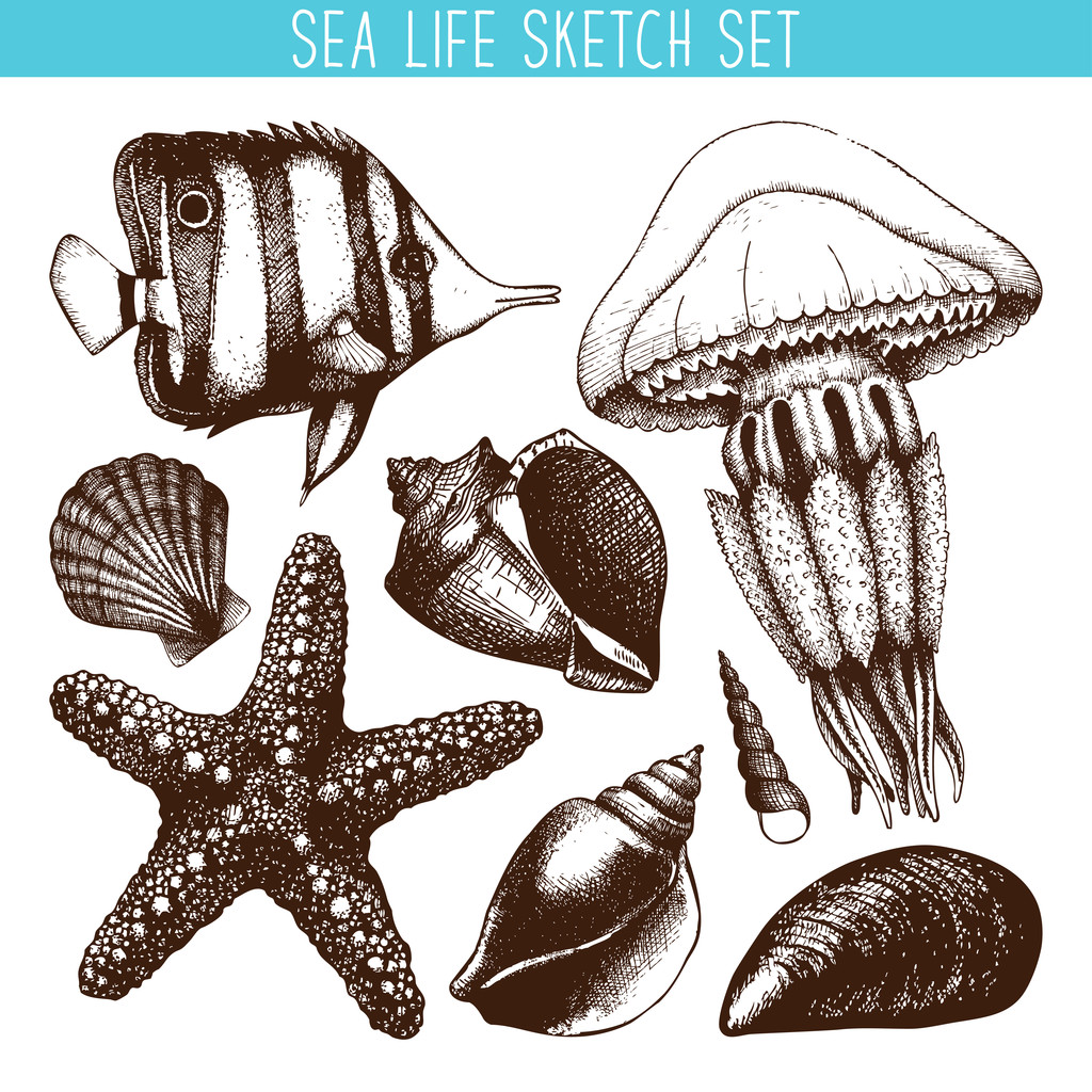 Риба, морська зірка, медуза і морська мушля
 - Вектор, зображення