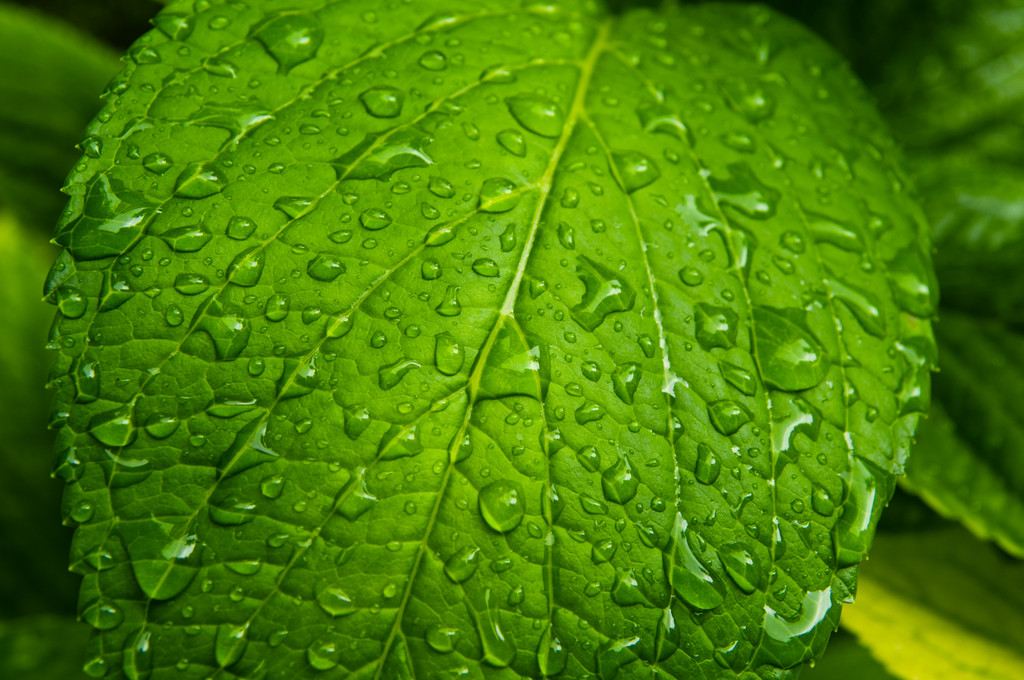 Yeşil yapraktaki yağmur damlaları - Fotoğraf, Görsel