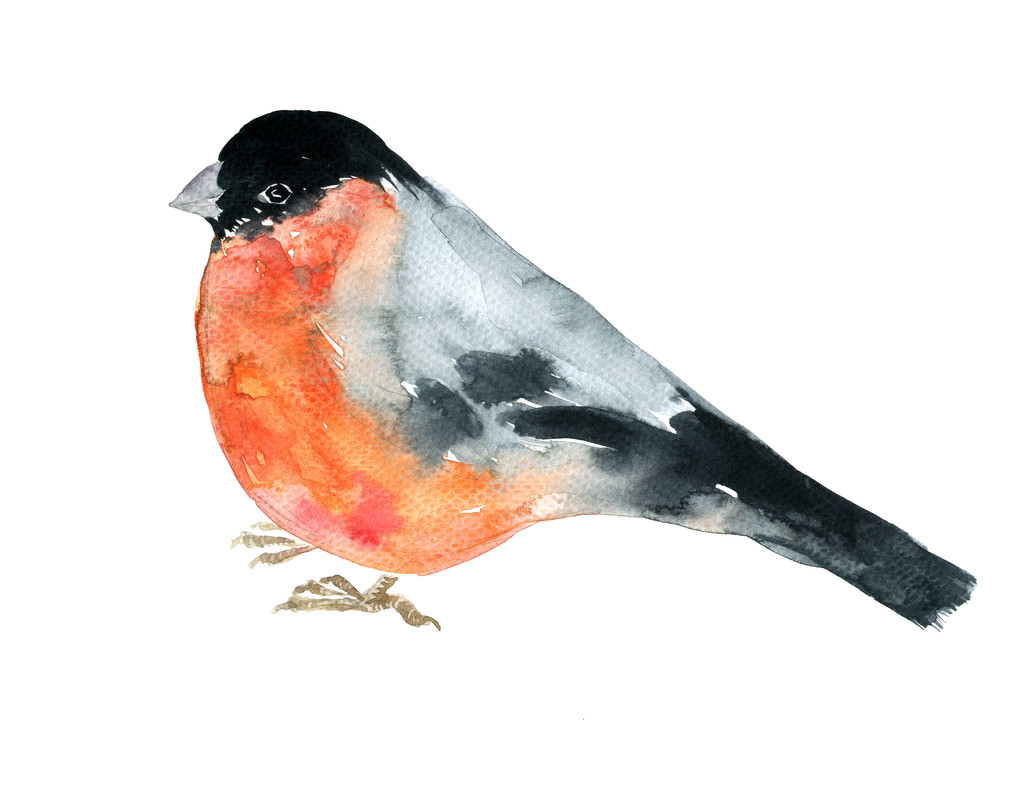 aquarela desenho pássaro - Foto, Imagem