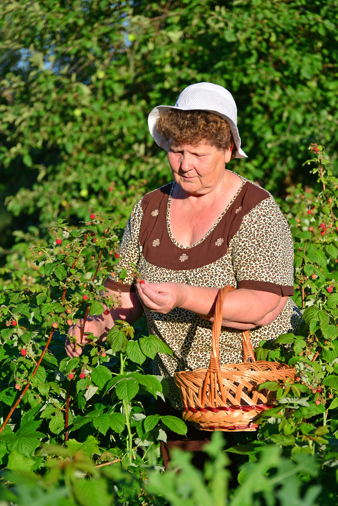  ηλικιωμένη γυναίκα συγκέντρωση σμέουρα στον κήπο - Φωτογραφία, εικόνα
