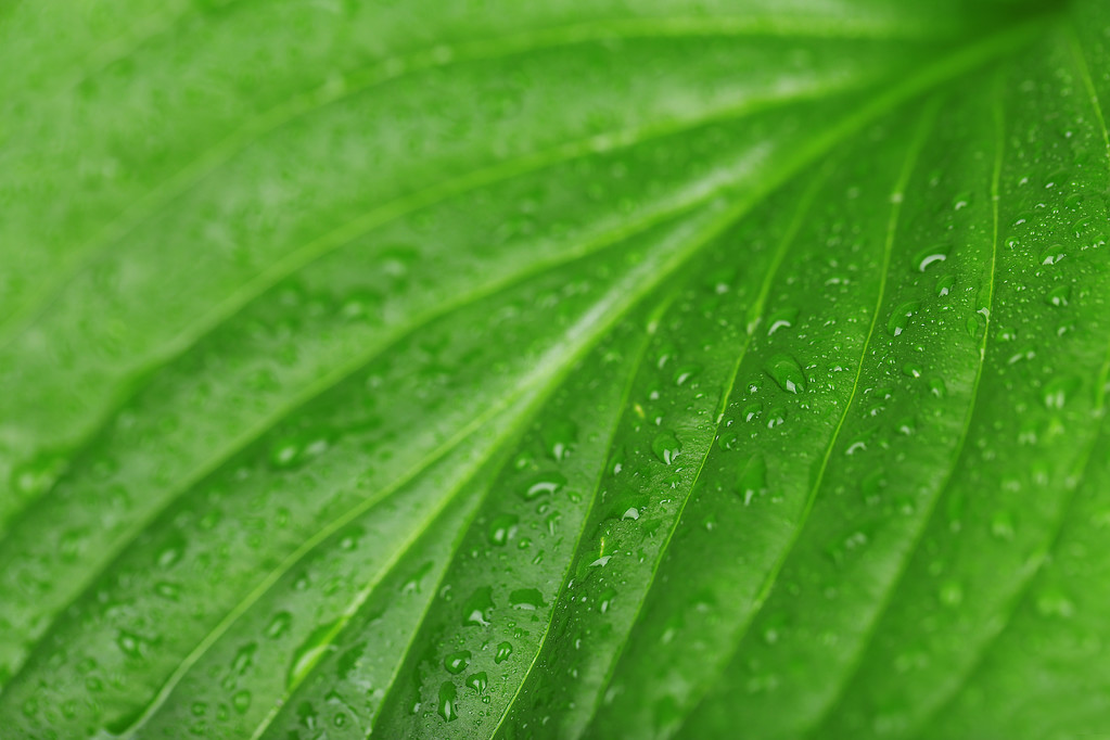 Verse groene blad met druppels, close-up - Foto, afbeelding