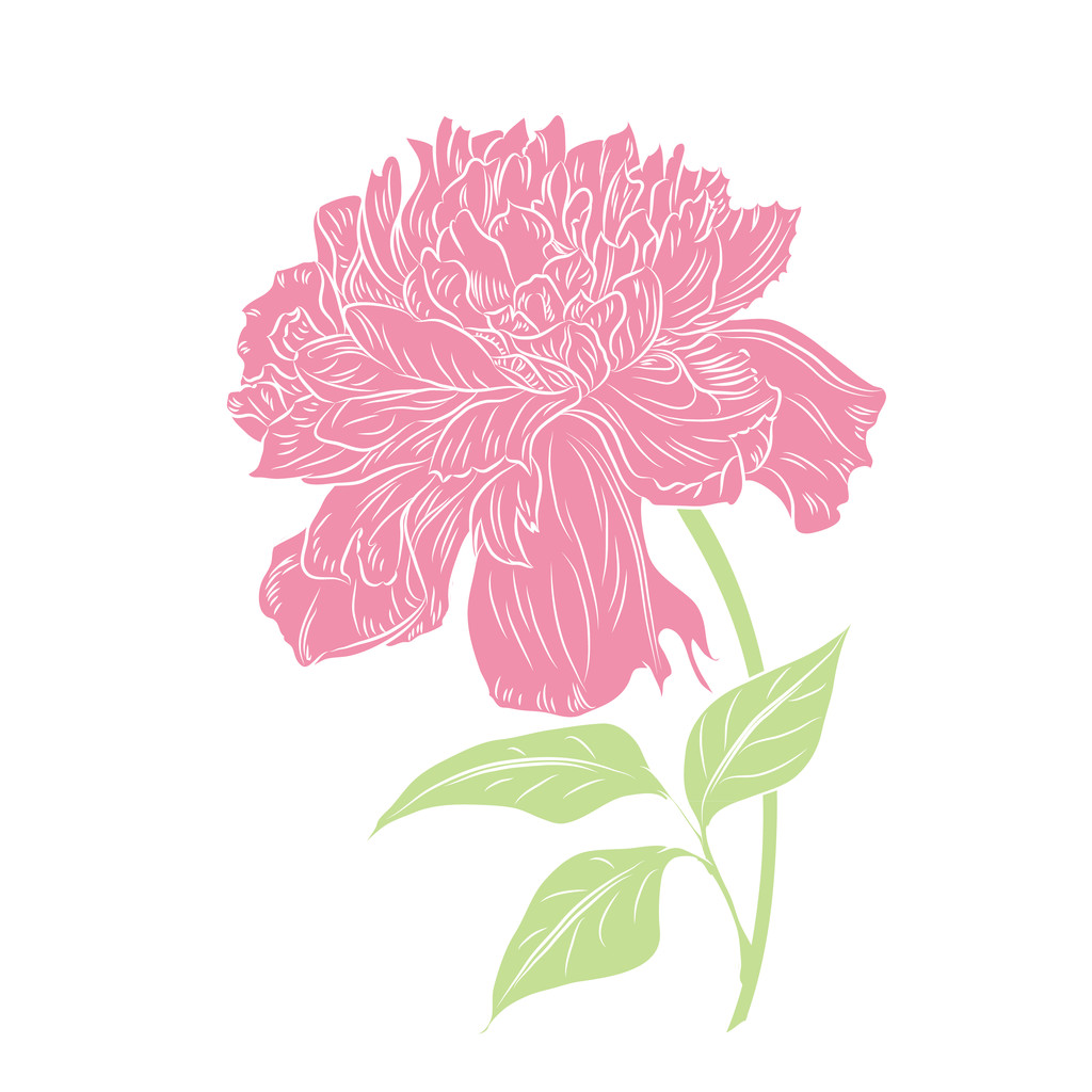 Pivoine fleur décorative
 - Vecteur, image