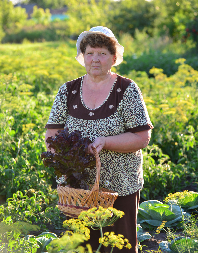  anciana con una cesta de verduras en la granja
 - Foto, Imagen