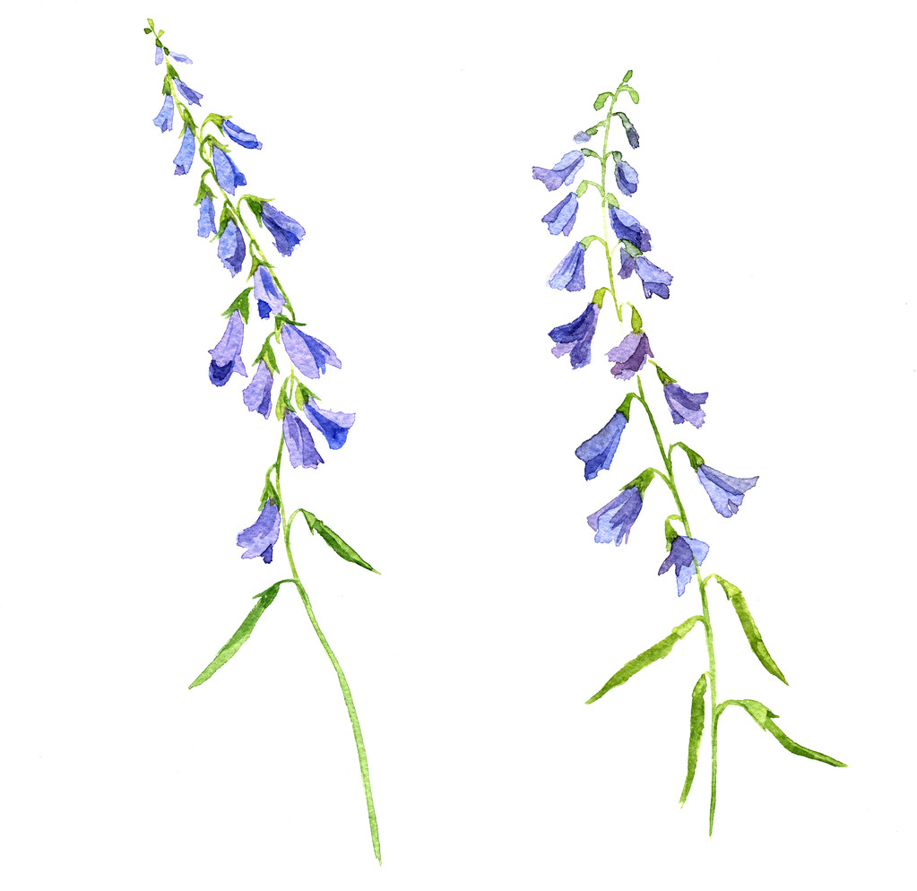 zwei aquarellfarbene blaue Blumen - Foto, Bild