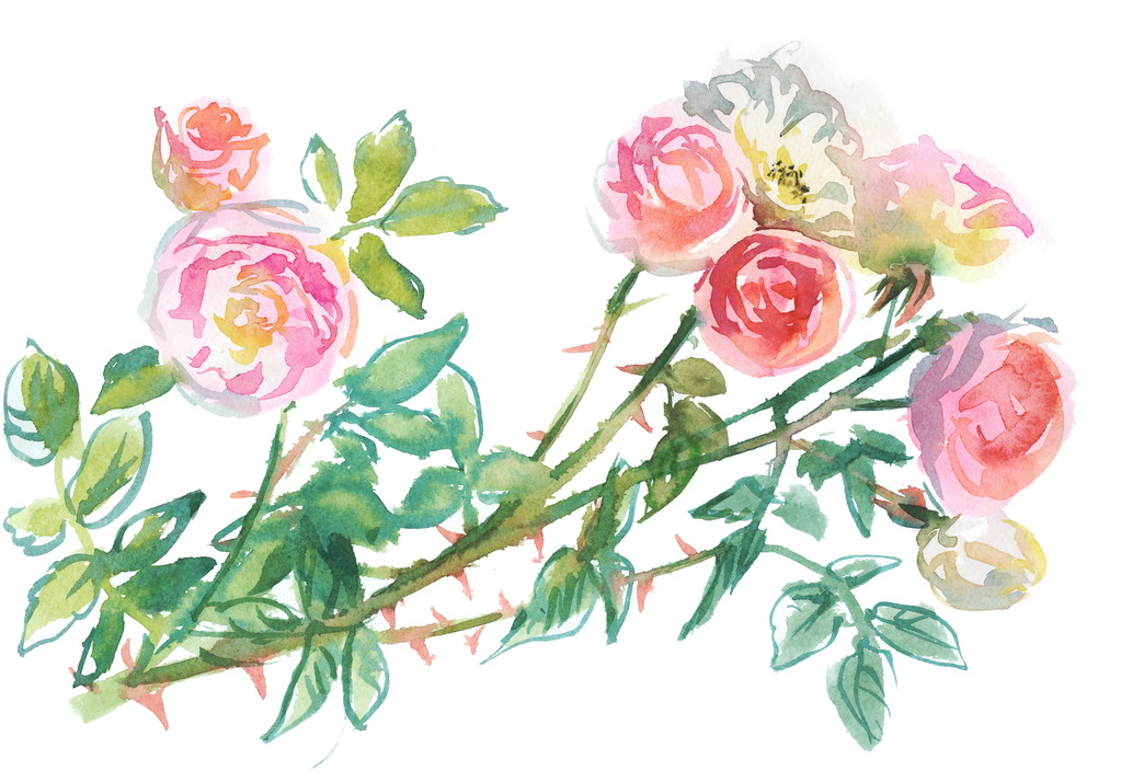 rosas rosa pálidas
 - Foto, Imagem