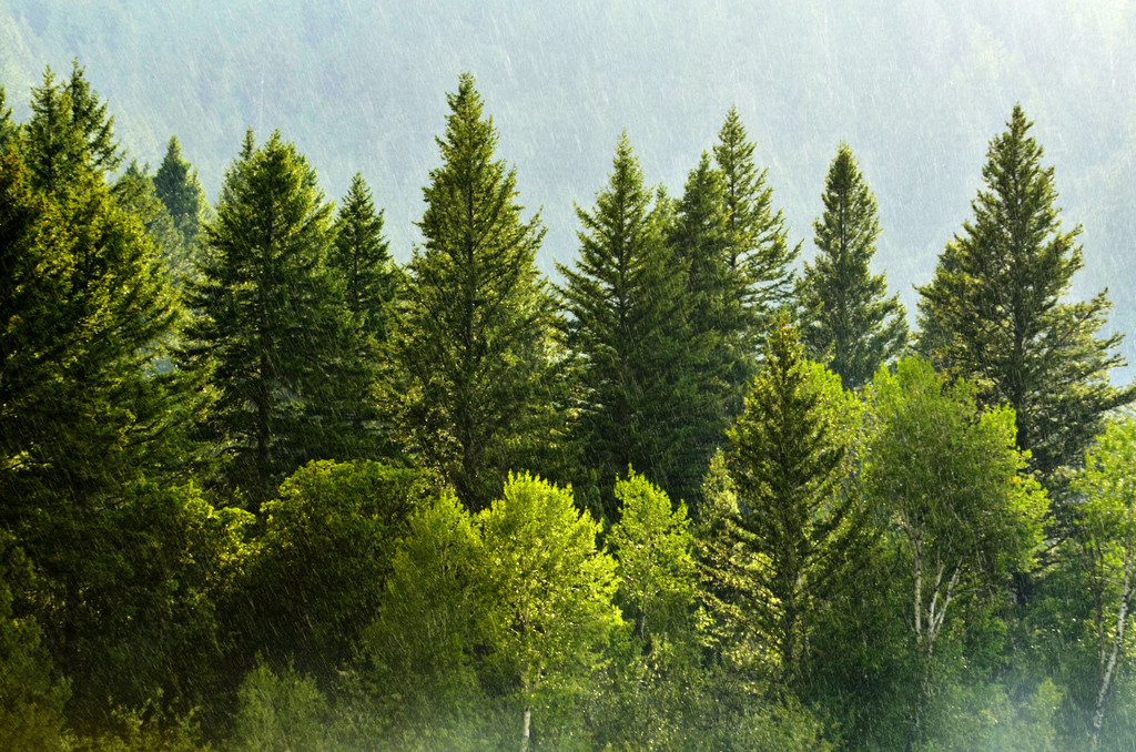 Metsä sademyrsky tippoja Falling ja rehevä puut - Valokuva, kuva
