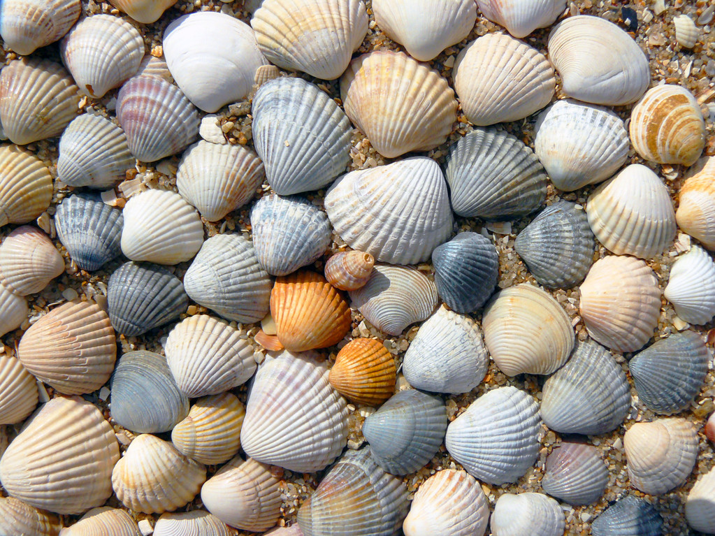 Beach shell sea - Photo, Image