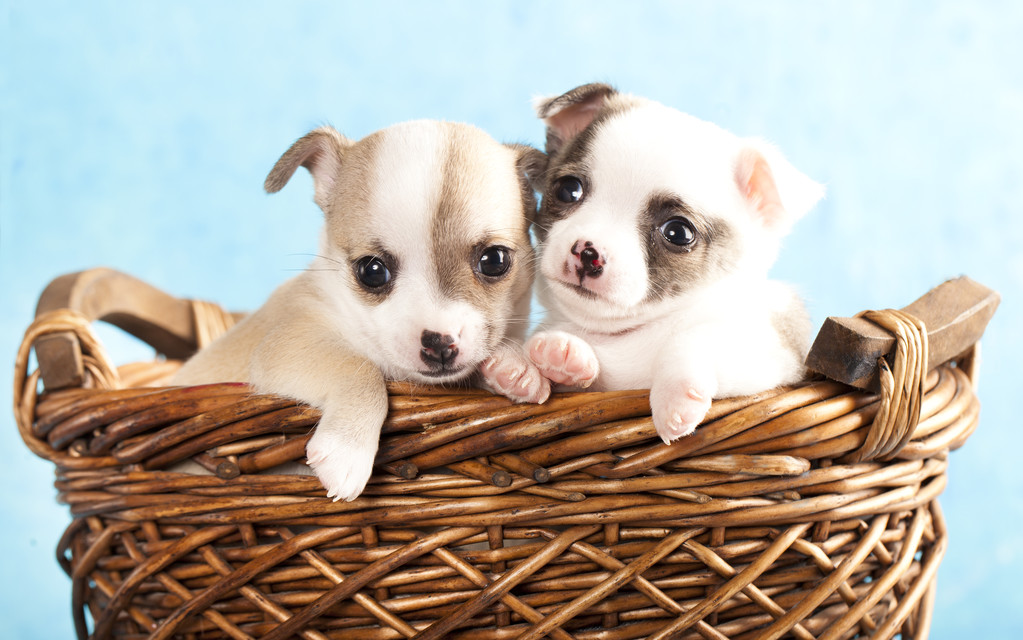 Puppy chihuahua - Foto, afbeelding