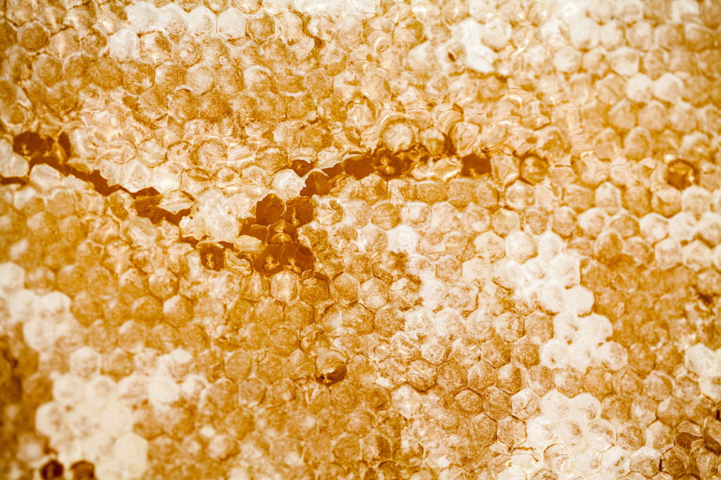 Hunajakenno täynnä hunajaa
 - Valokuva, kuva
