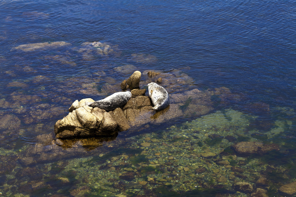 Δύο Ειρηνικού λιμάνι σφραγίδες λιάζονται στα βράχια - Φωτογραφία, εικόνα