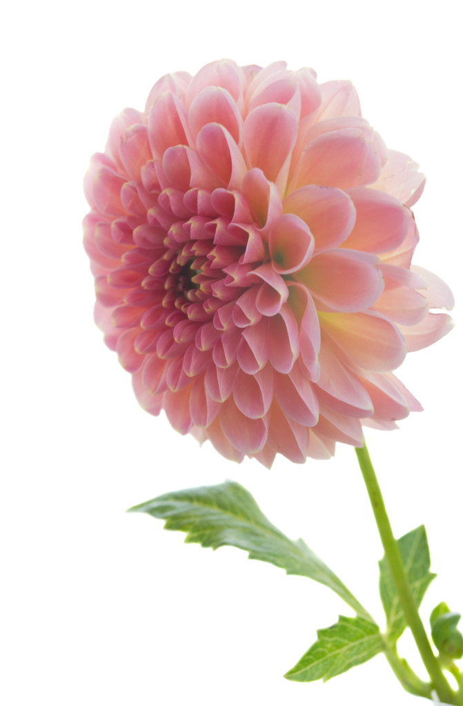 Dahlia fleur
 - Photo, image