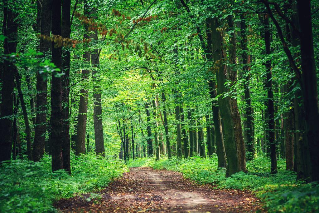 güzel yeşil orman - Fotoğraf, Görsel