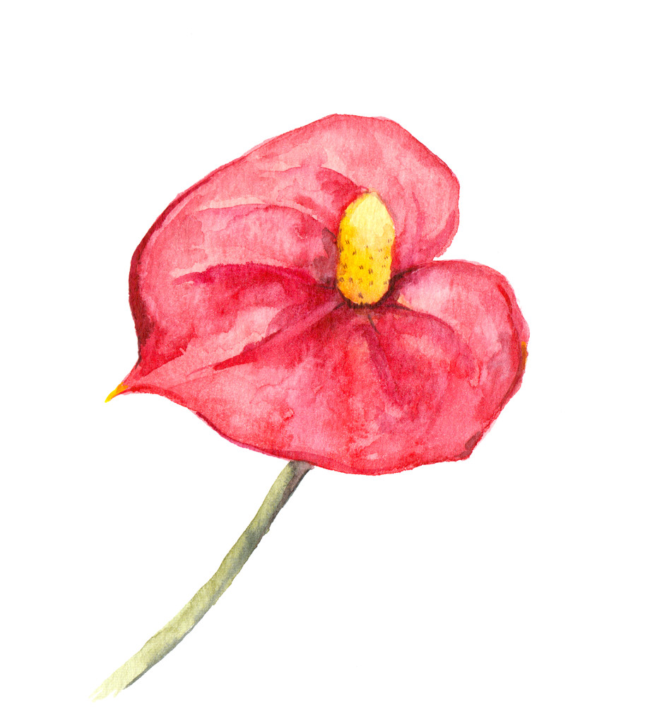 Fiore tropicale - Anthurium o cala rosso. Acquerello
 - Foto, immagini