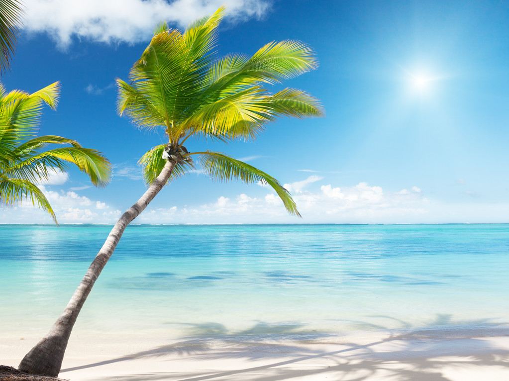 palmy i morze - Zdjęcie, obraz