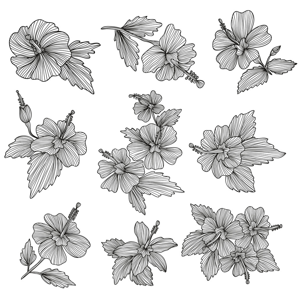 Hibiscus kwiaty zestaw - Wektor, obraz