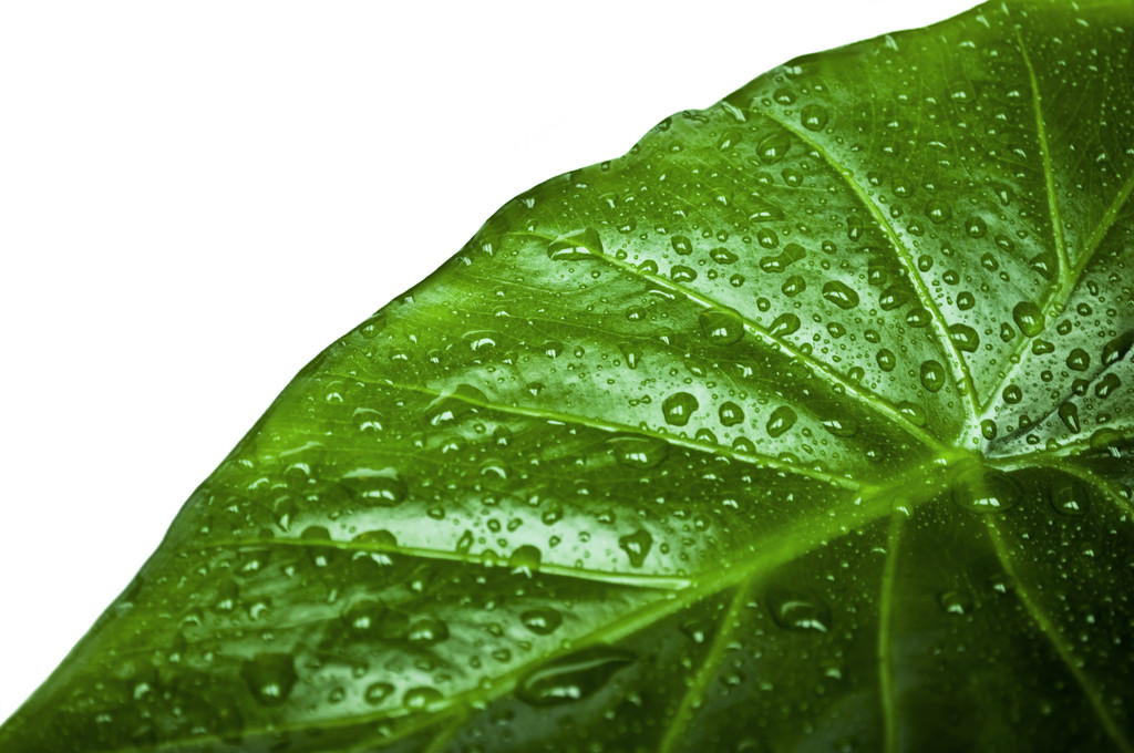 hoja verde con gotas de agua aisladas en blanco
 - Foto, Imagen
