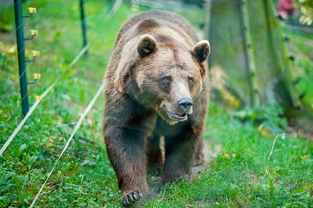 Бурый медведь на природе
 - Фото, изображение