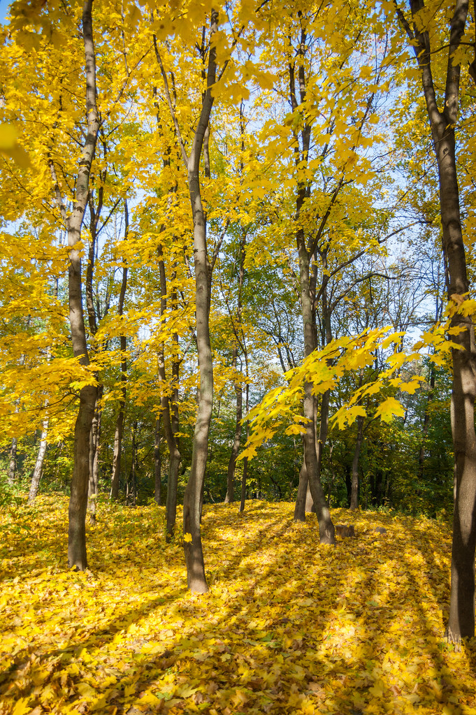 Autumn trees, yellow leaves on trees, autumn landscape, autumn p - Photo, Image