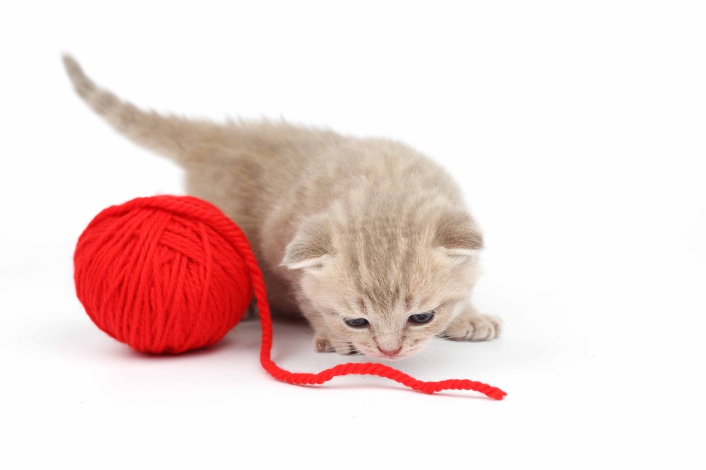 macska- és vörös gyapjú labda - Fotó, kép