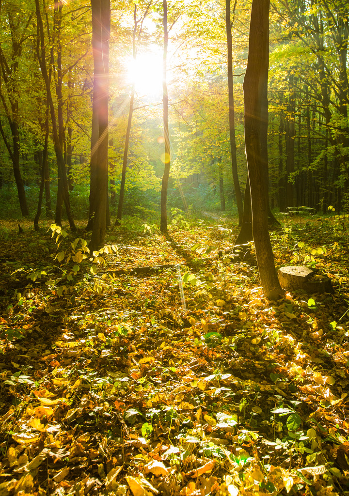Осенние леса
 - Фото, изображение
