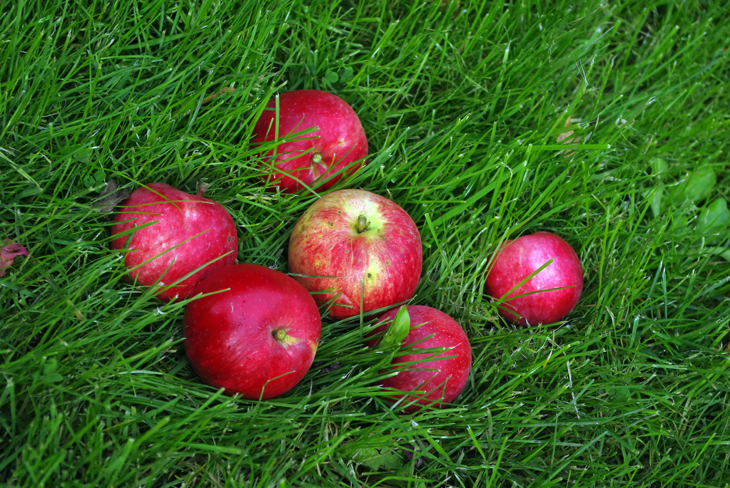 otların içinde kırmızı elma - Fotoğraf, Görsel