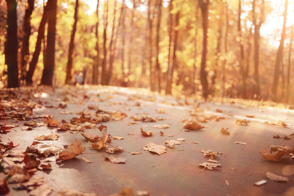 háttérben a napsütéses őszi park - Fotó, kép