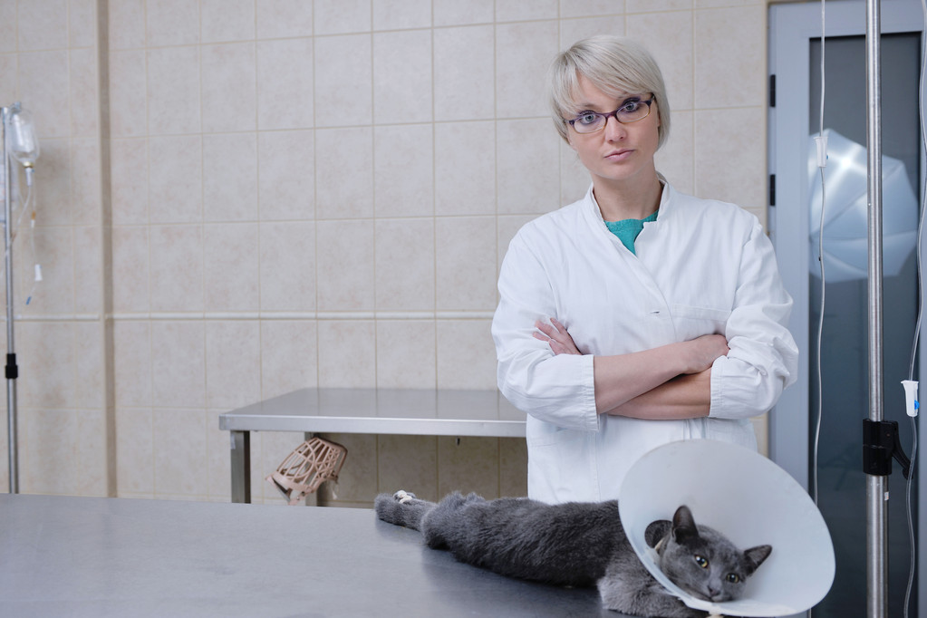 Female veterinary - Photo, Image