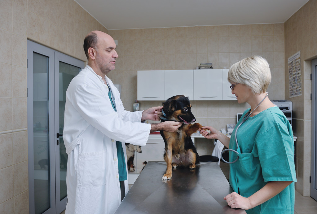 veterinario y asistente en una pequeña clínica de animales - Foto, Imagen