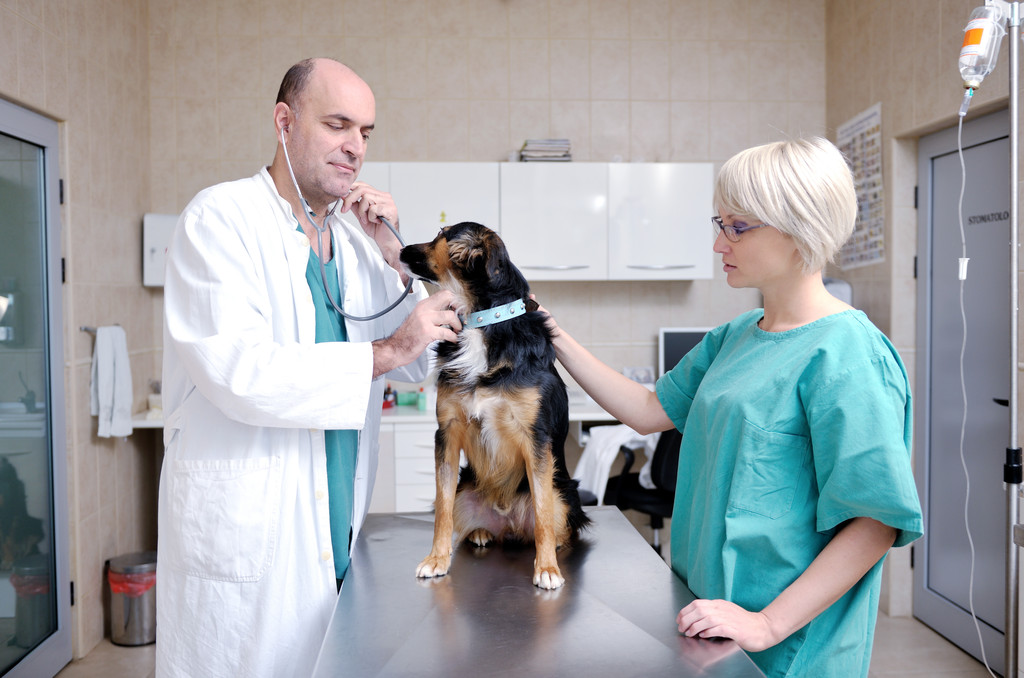 veterinario y asistente en una pequeña clínica de animales - Foto, imagen