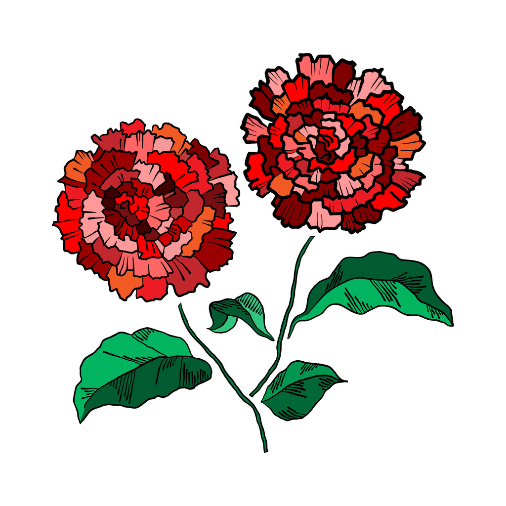 vector Hand tekenen chrysant bloem - Vector, afbeelding