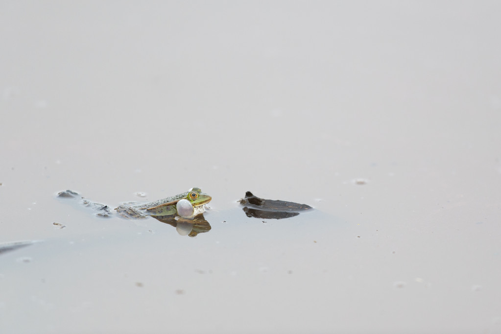Kis tavibéka vízben - Fotó, kép