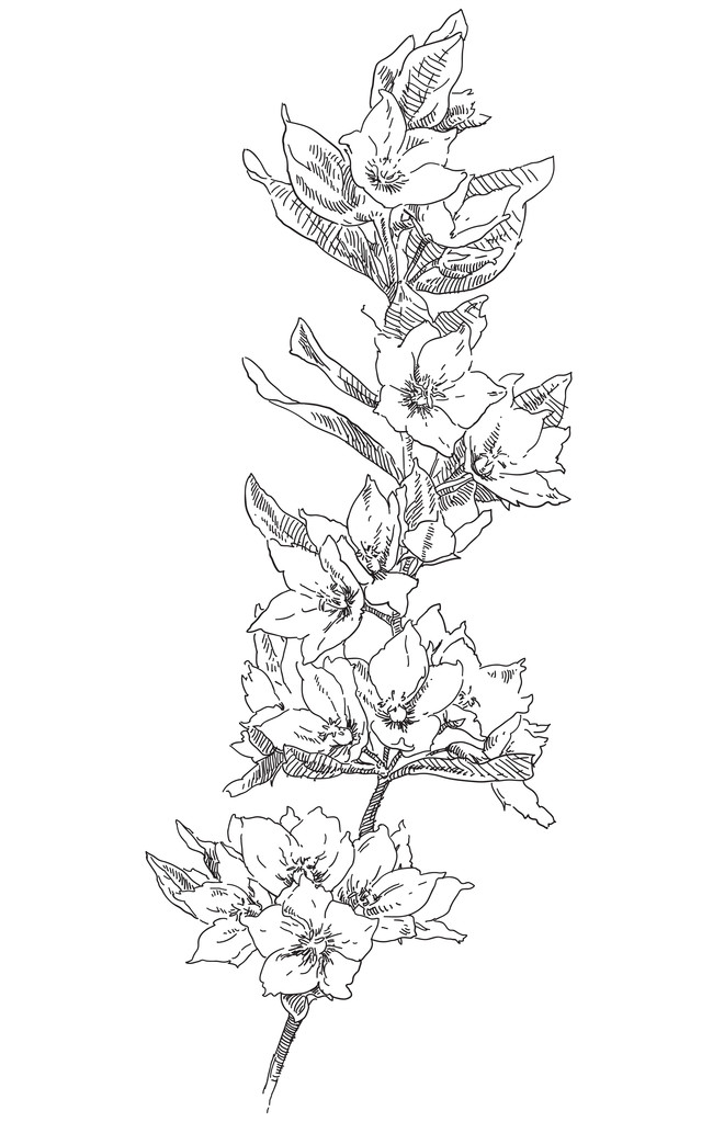Krása ručně tažené květiny - Vektor, obrázek