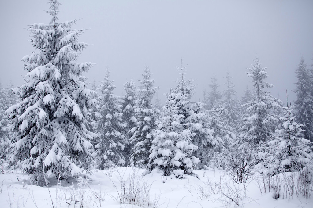 雪のモミの木とクリスマスの背景 - 写真・画像