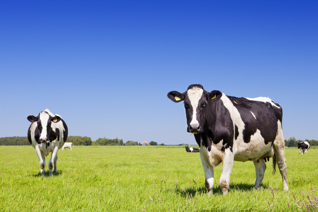 Lehmät tuoreella nurmikentällä kirkkaana päivänä
 - Valokuva, kuva