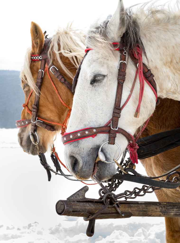 Horse sledge, alternative winter transport, tourist attraction - Photo, Image