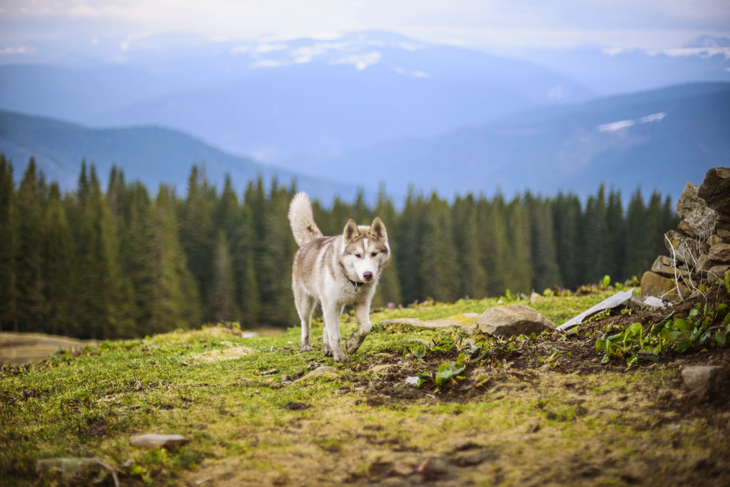 Sibiřský husky pes  - Fotografie, Obrázek