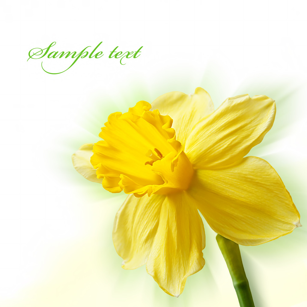 Narciso amarelo
 - Foto, Imagem