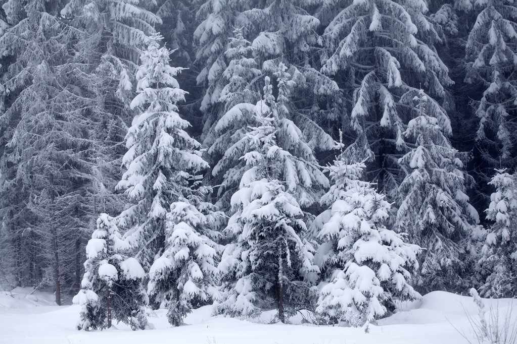 pokryty śniegiem zimowy krajobraz - Zdjęcie, obraz