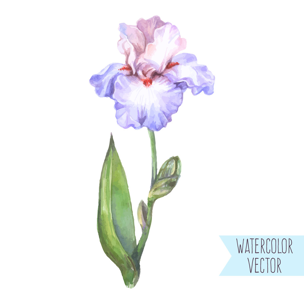 Синий цветок радужки
 - Вектор,изображение