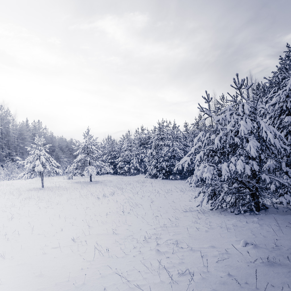 冬の風景に雪に覆われた森 - 写真・画像