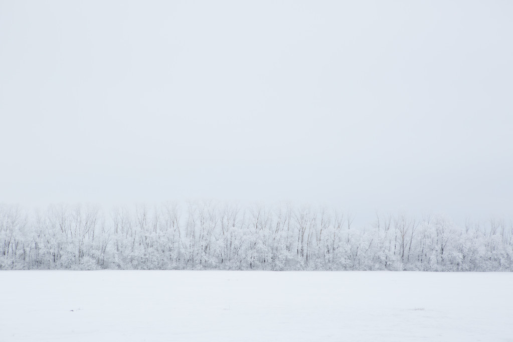 Talvipuisto lumessa - Valokuva, kuva